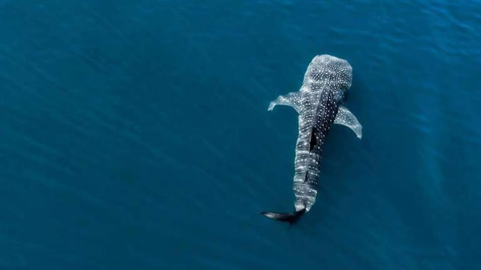 Inicia la temporada del tiburón ballena